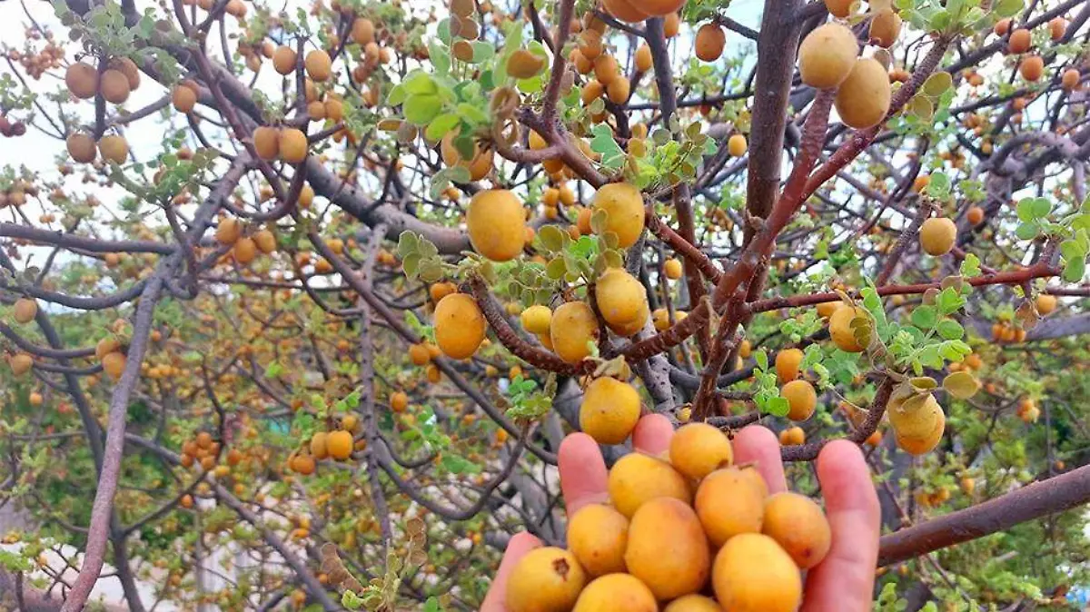 Ciruela del monte fruta la paz