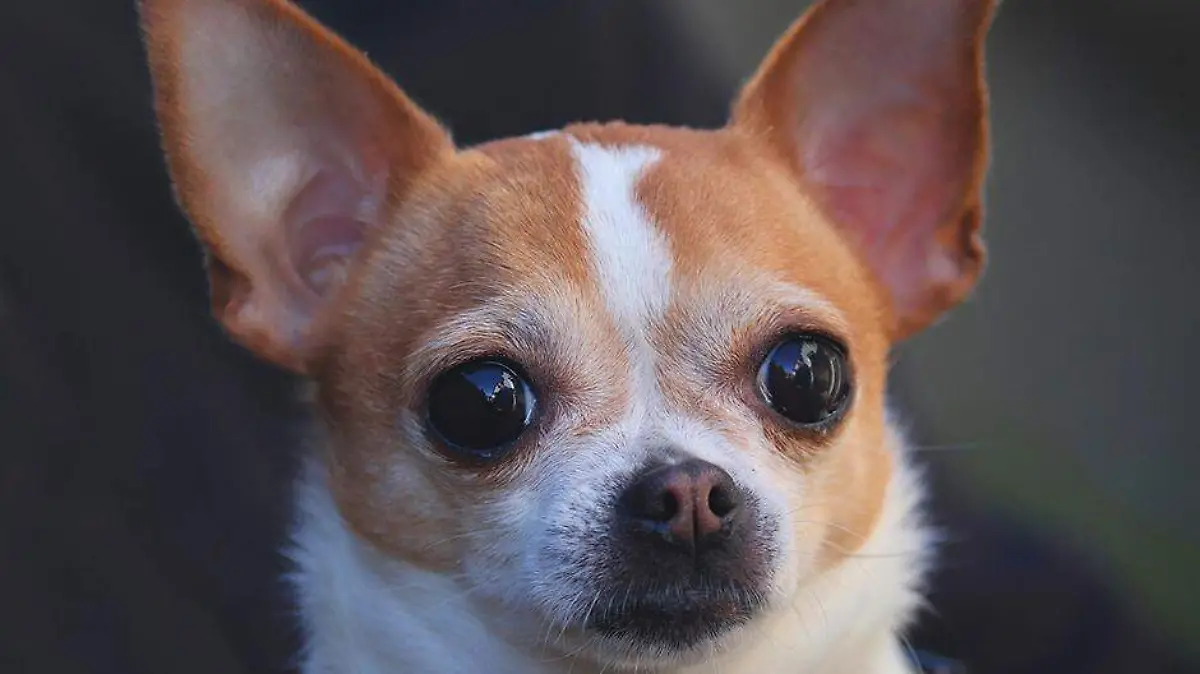 Ojos edad perro chihuahua