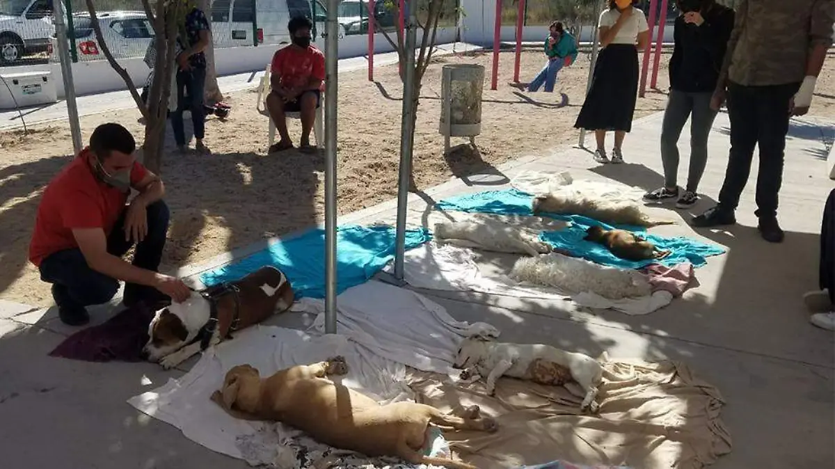 Esterilizacion de perros y gatos en El Centenario