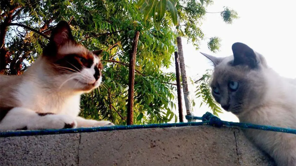 Gatos mascotas