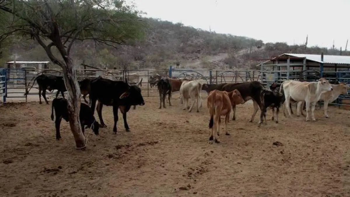 Urge Apoyo a Mulege por sequia