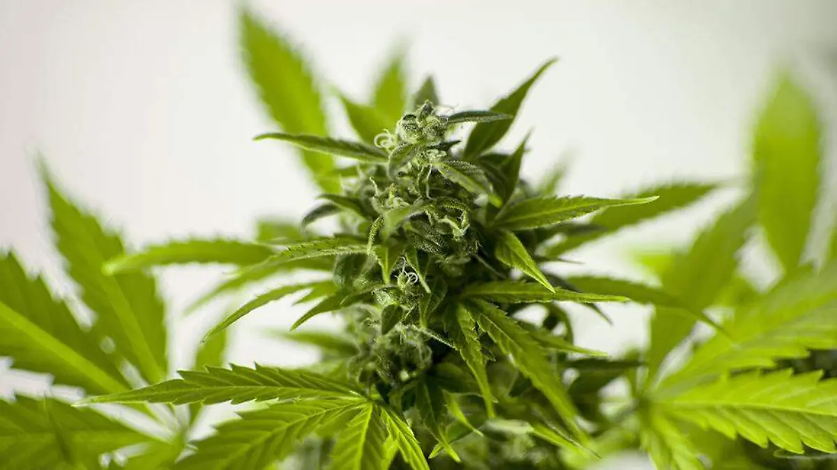 Marihuana