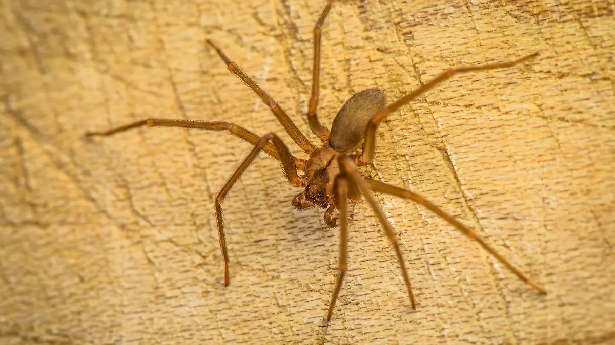 loxosceles-reclusa-15