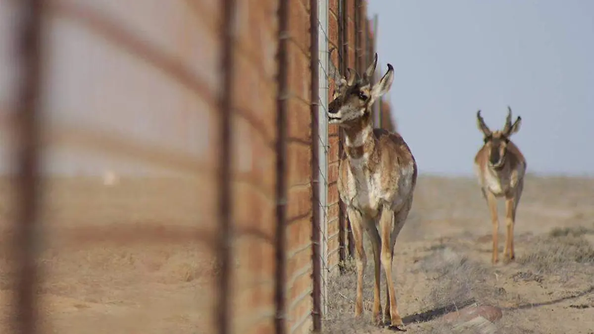 Berrendo El Vizcaíno
