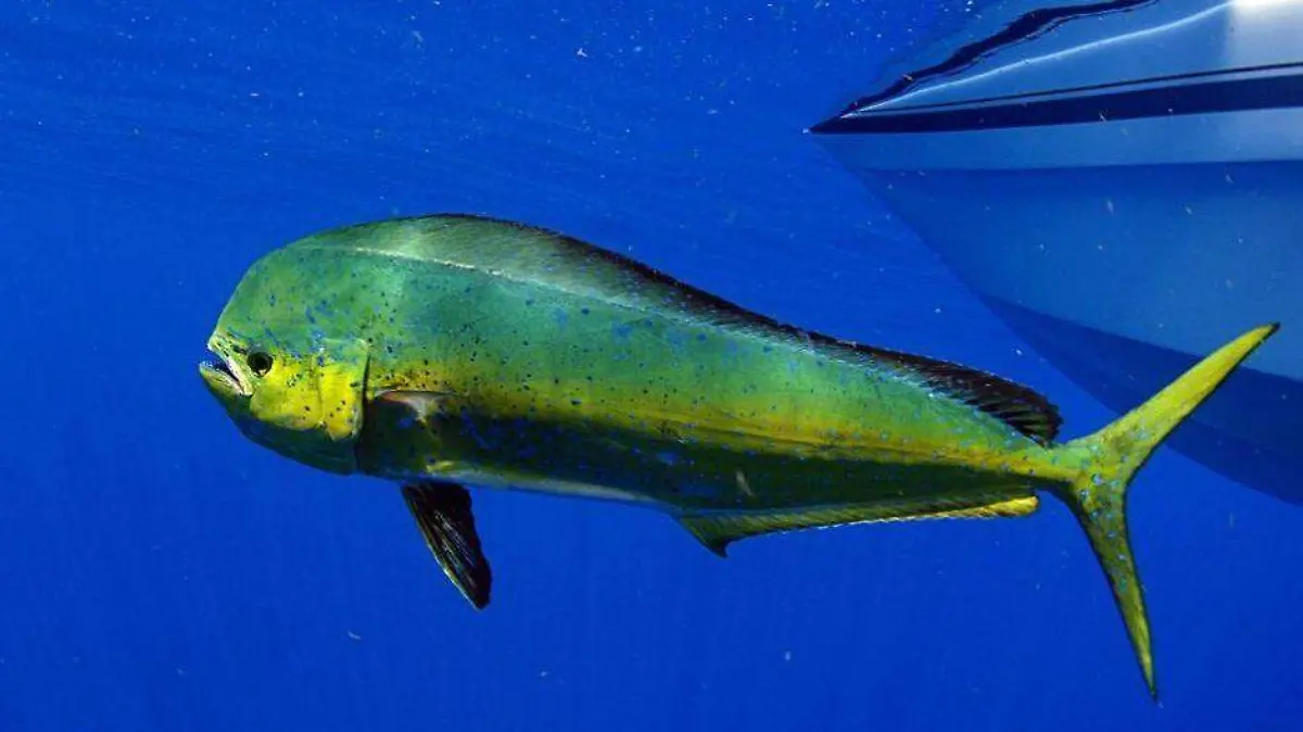 Pez dorado