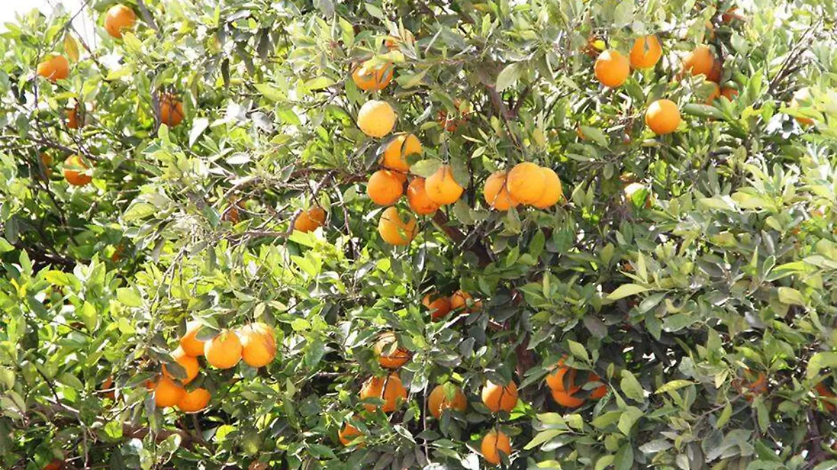 Se reduce mosca de Furta en BCS