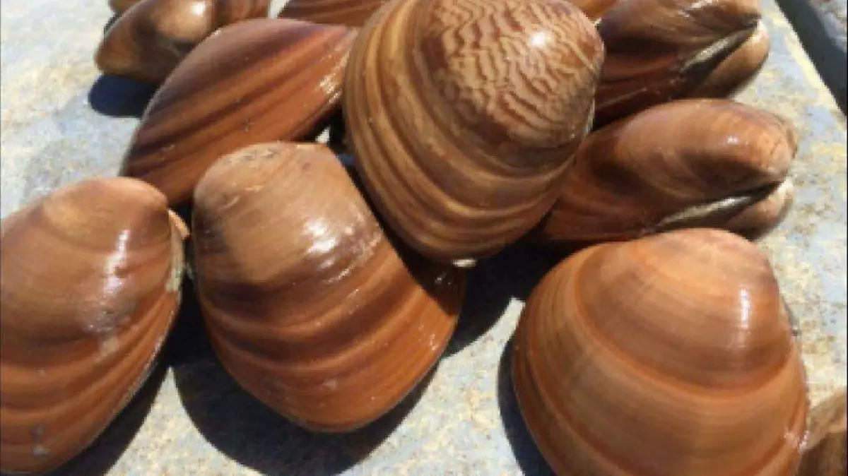 Inicia veda de almeja chocolata