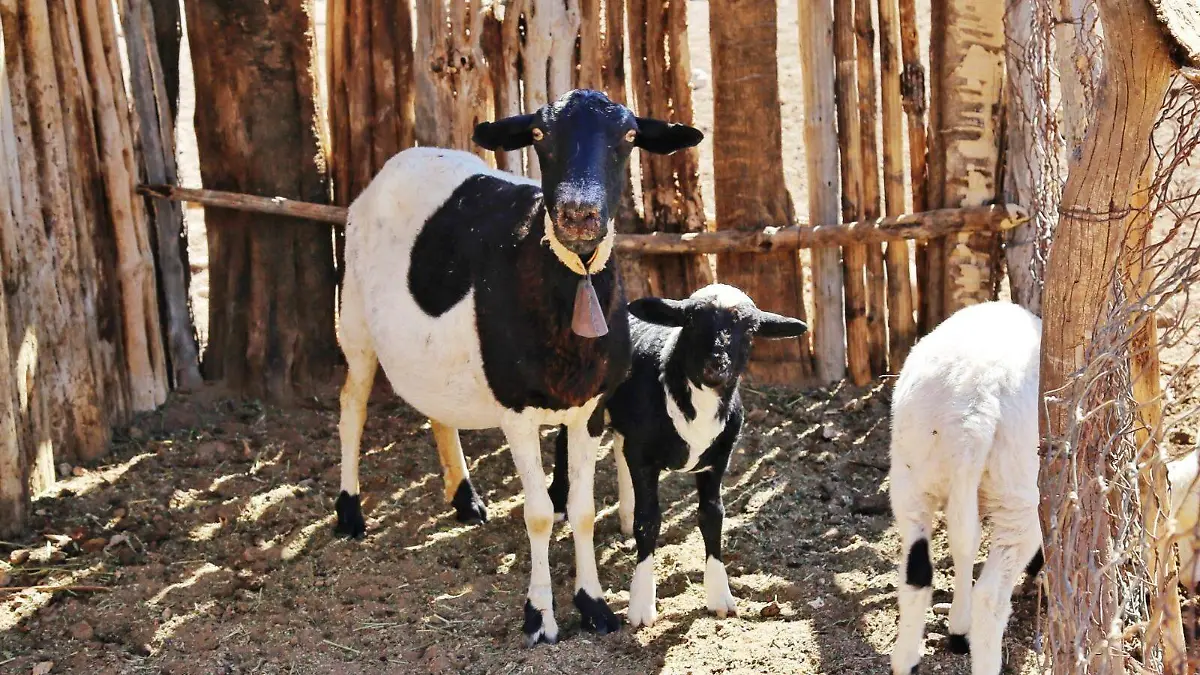 oveja ovino ganado