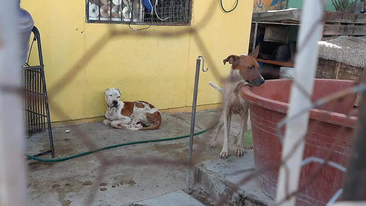 Maltrato rescate perro 1