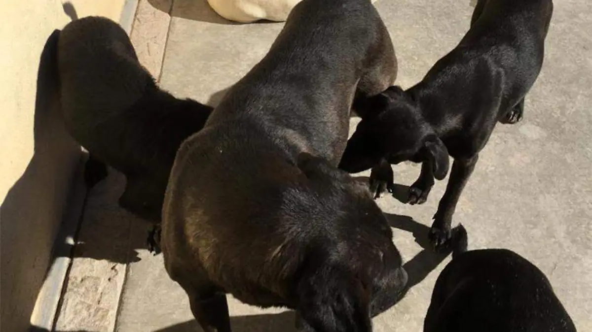 perros