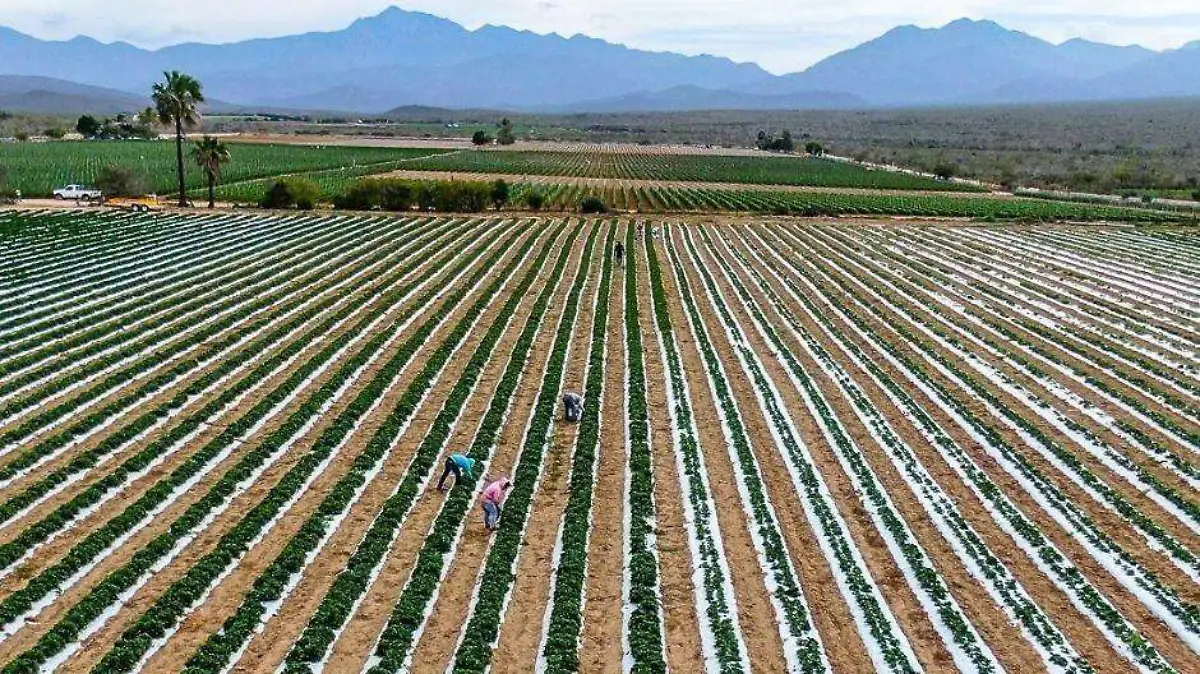 Cultivos dañados por el frío