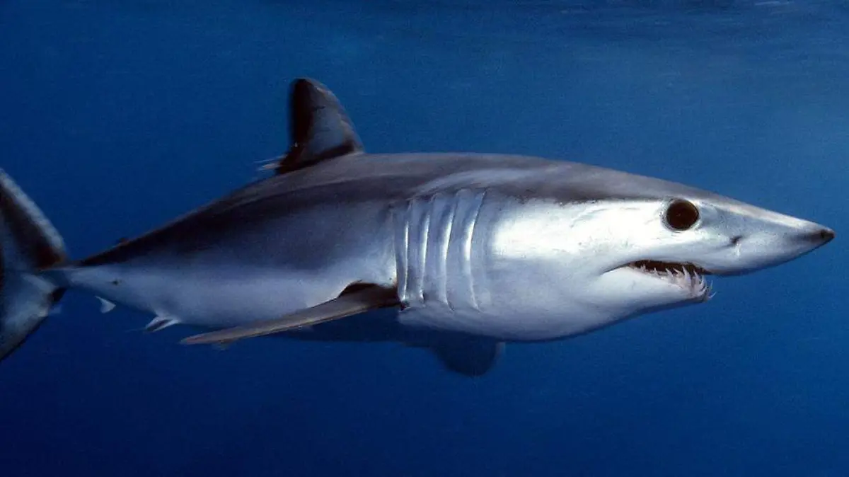 Tiburón