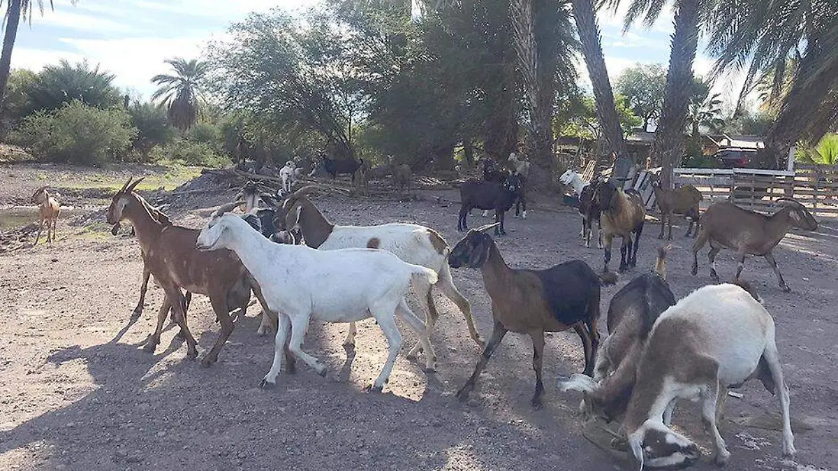Cabras chivos