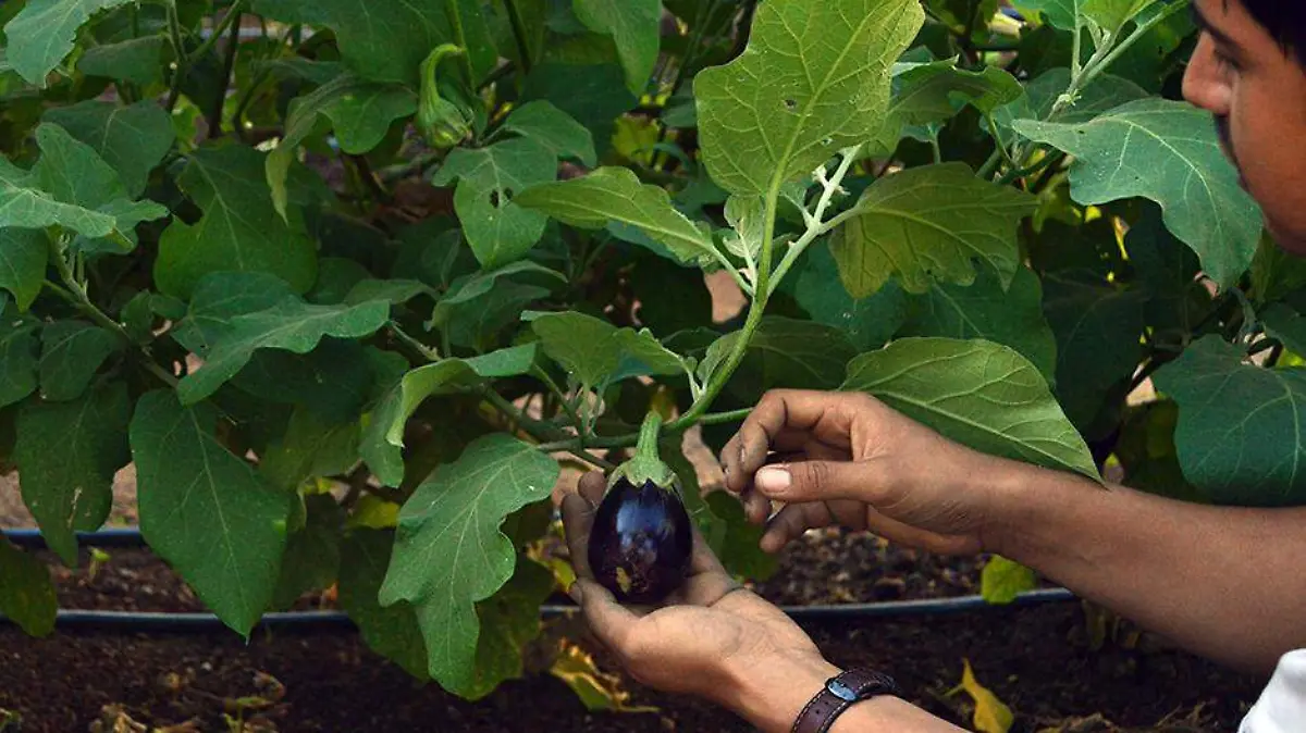 Huertos Comunitarios La Paz