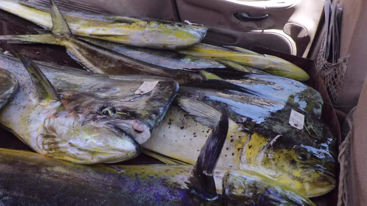 Dejar de comercializar marlin y dorado
