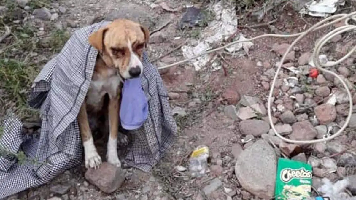 Maltrato animal (CORTESÍA)