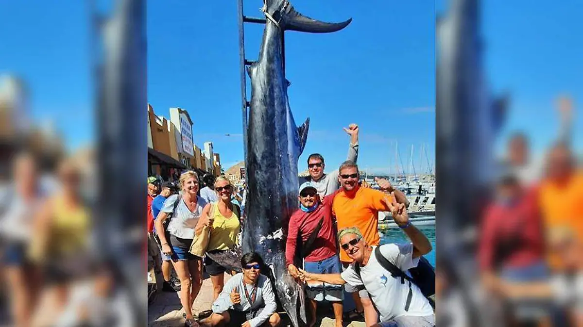 Impresiona captura de enorme marlin en Los Cabos 1