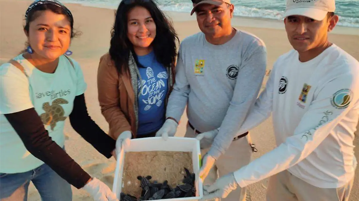 Nacen y liberan primeras tortugas laud