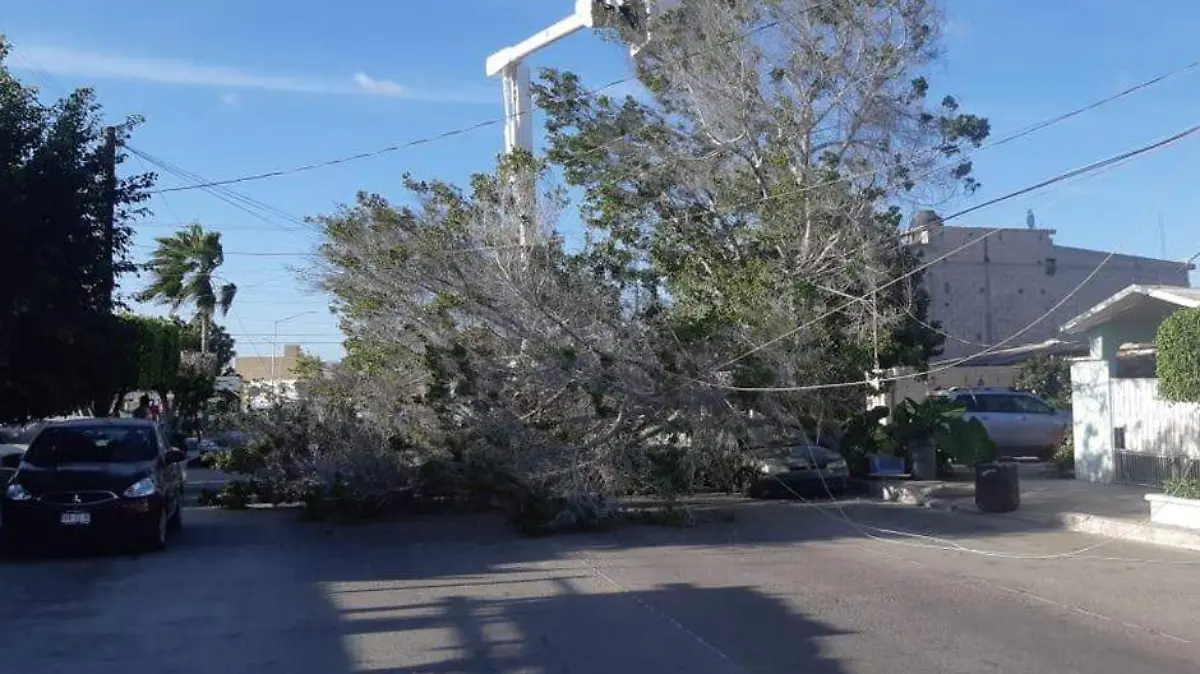 Caida árbol 01