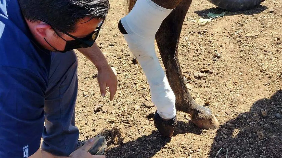 Veterinario caballo ganado