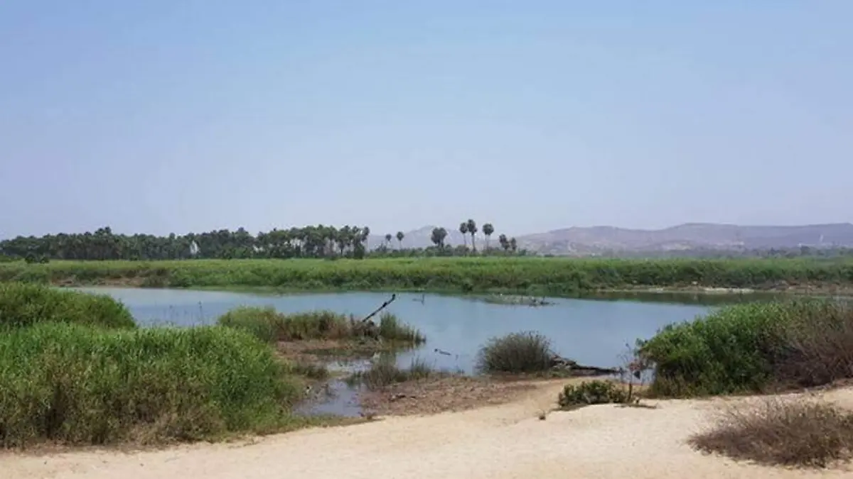 Estero josefino Los Cabos