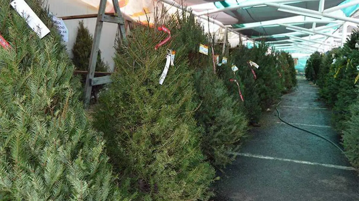 Cual prefiern arbol navidad