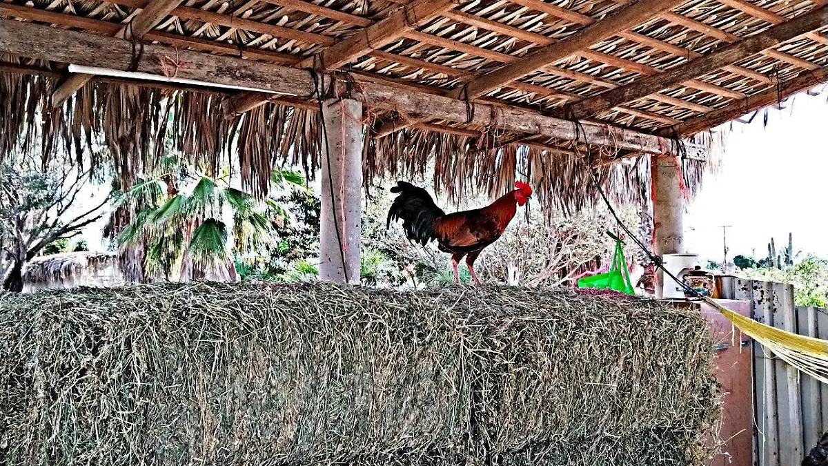 Ave gallo galllina
