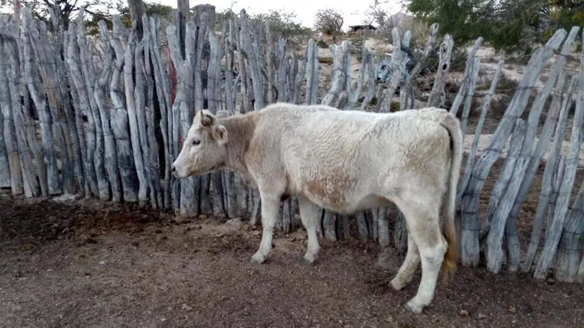 Sequia afectar la ganaderia y agricultura