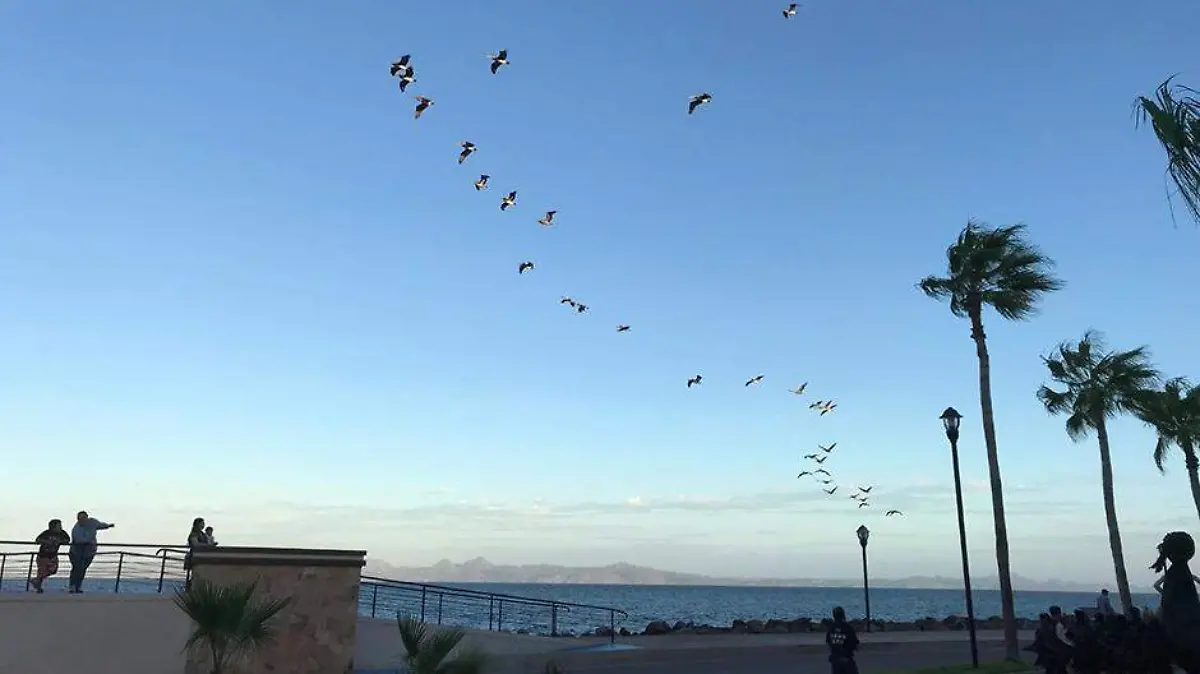 Pajareadas en Loreto