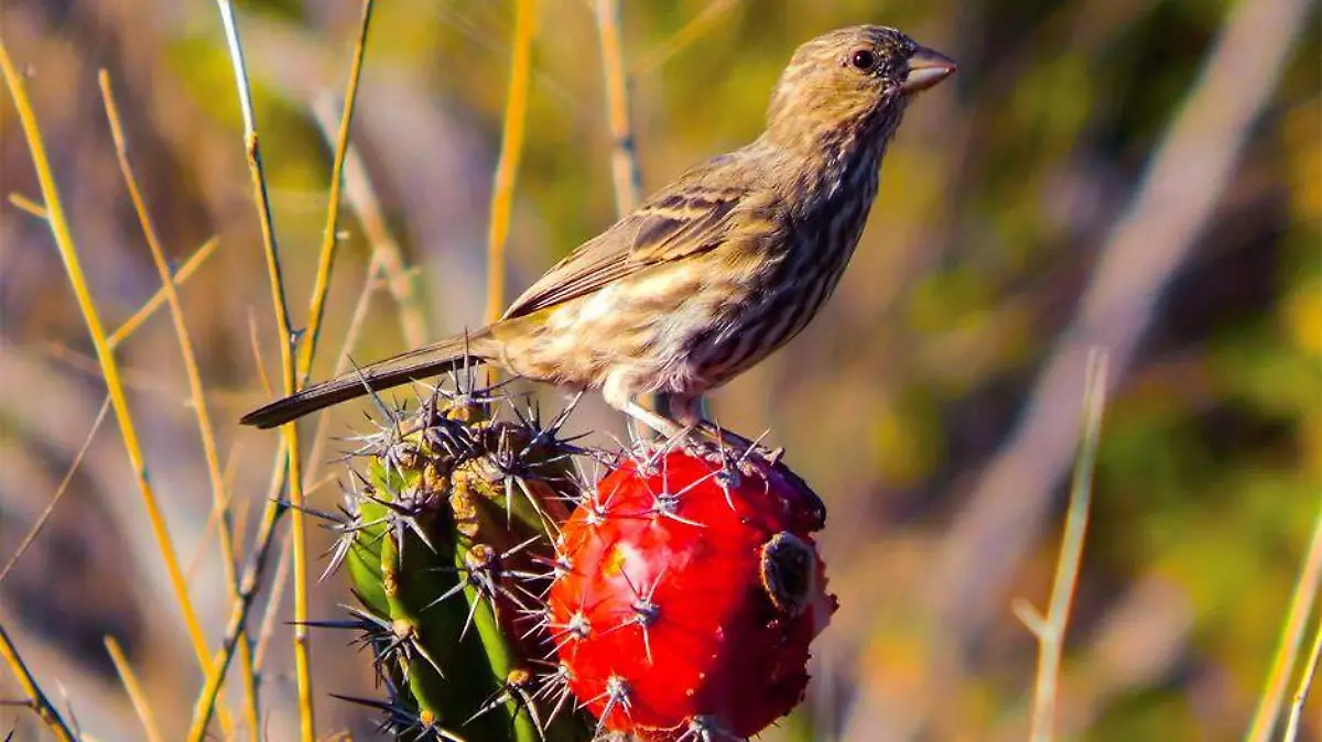Dia Mundial de la Vida Silvestre