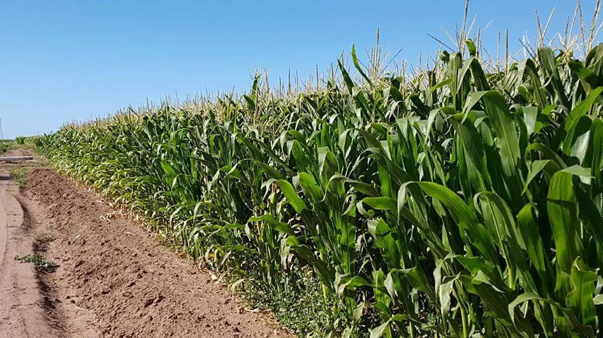 Campo cultivo del Valle 4