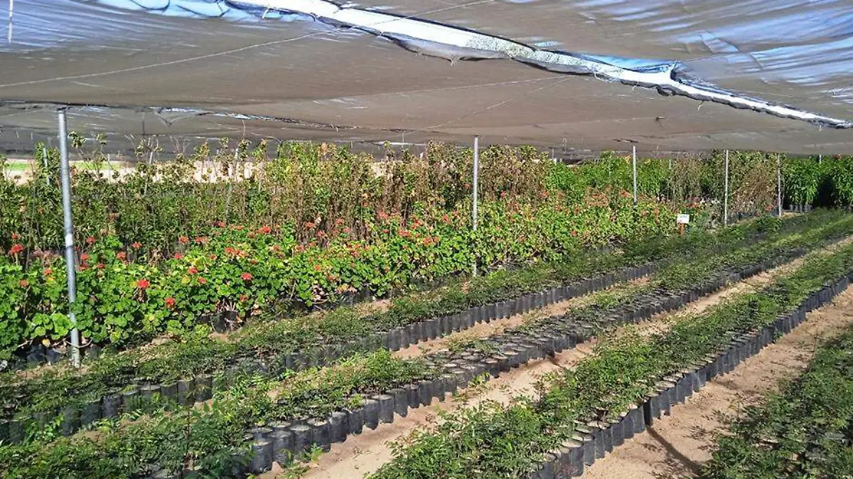 Vivero Plantas reforestacion