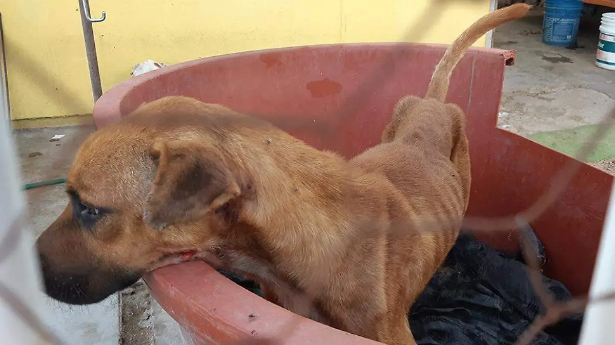 Maltrato rescate perro 4