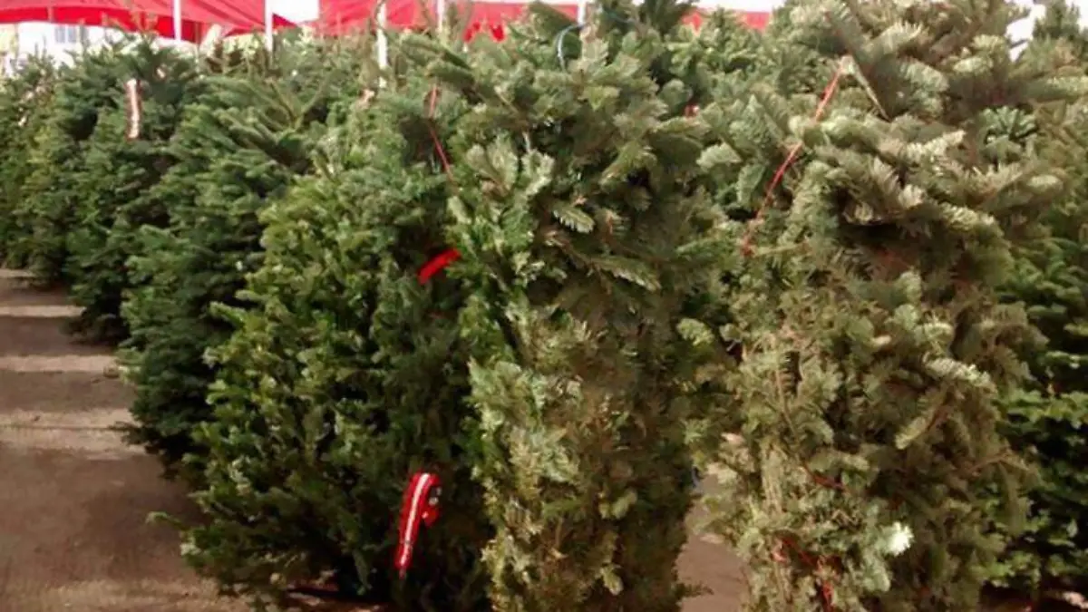 ARBOLES DE NAVIDAD bcs