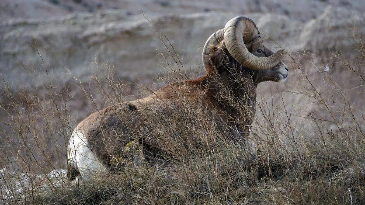 Denuncian caza ilegal de Borrego Cimarrón BCS