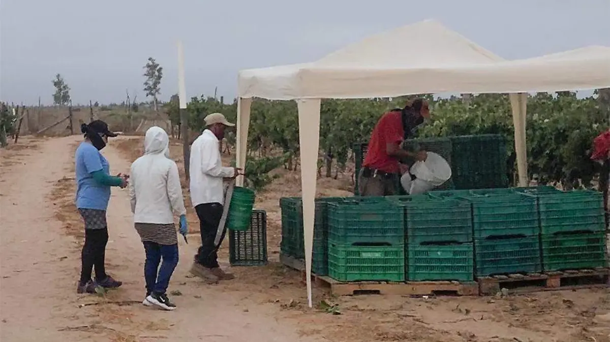 contratar jornaleros de entre 15 a 17 anhos