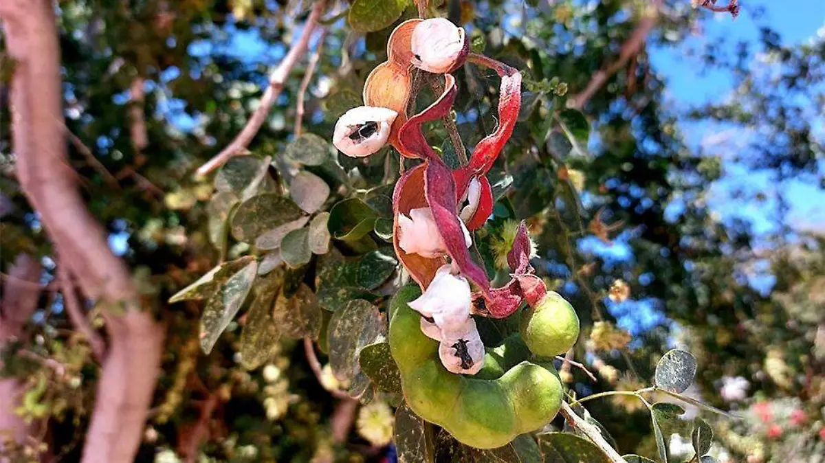 Arbol Guamuchil recuerdo su fruto 