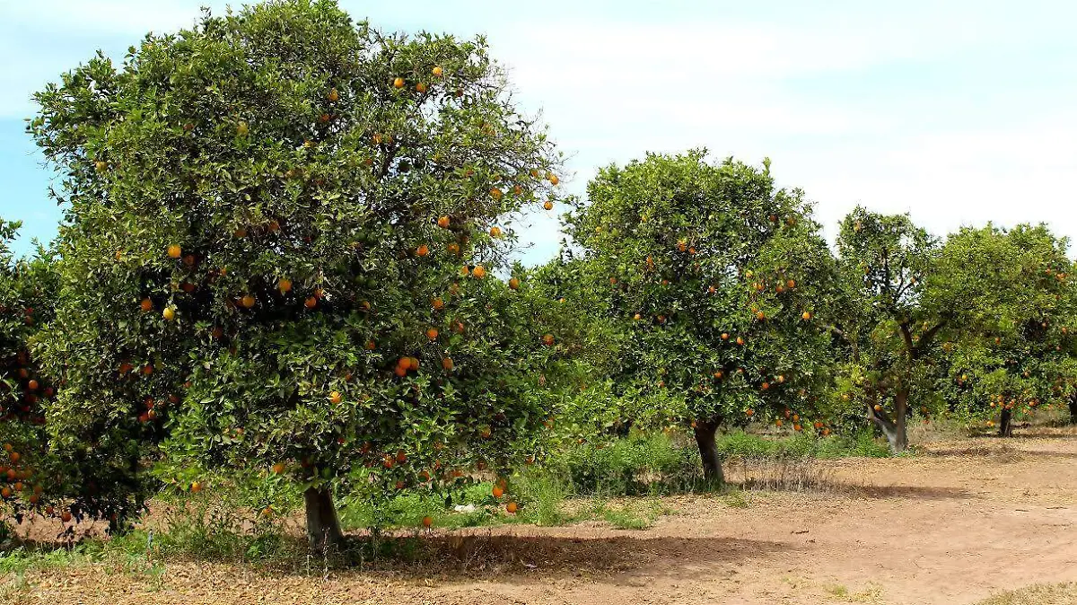 Cultivo arbol fruta naranja campo