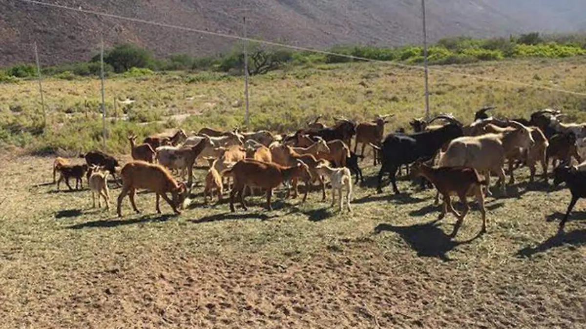 Cabras Chivas