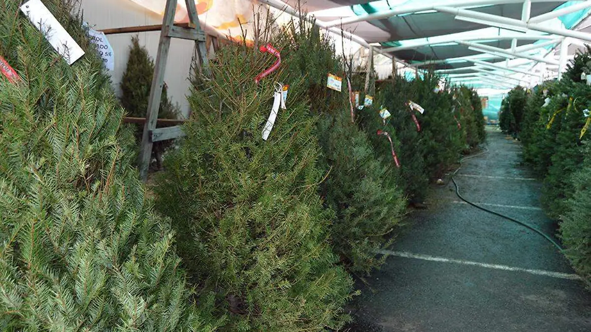 arboles navidad