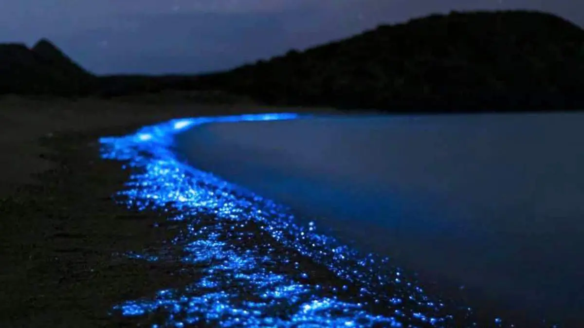 bioluminiscencia