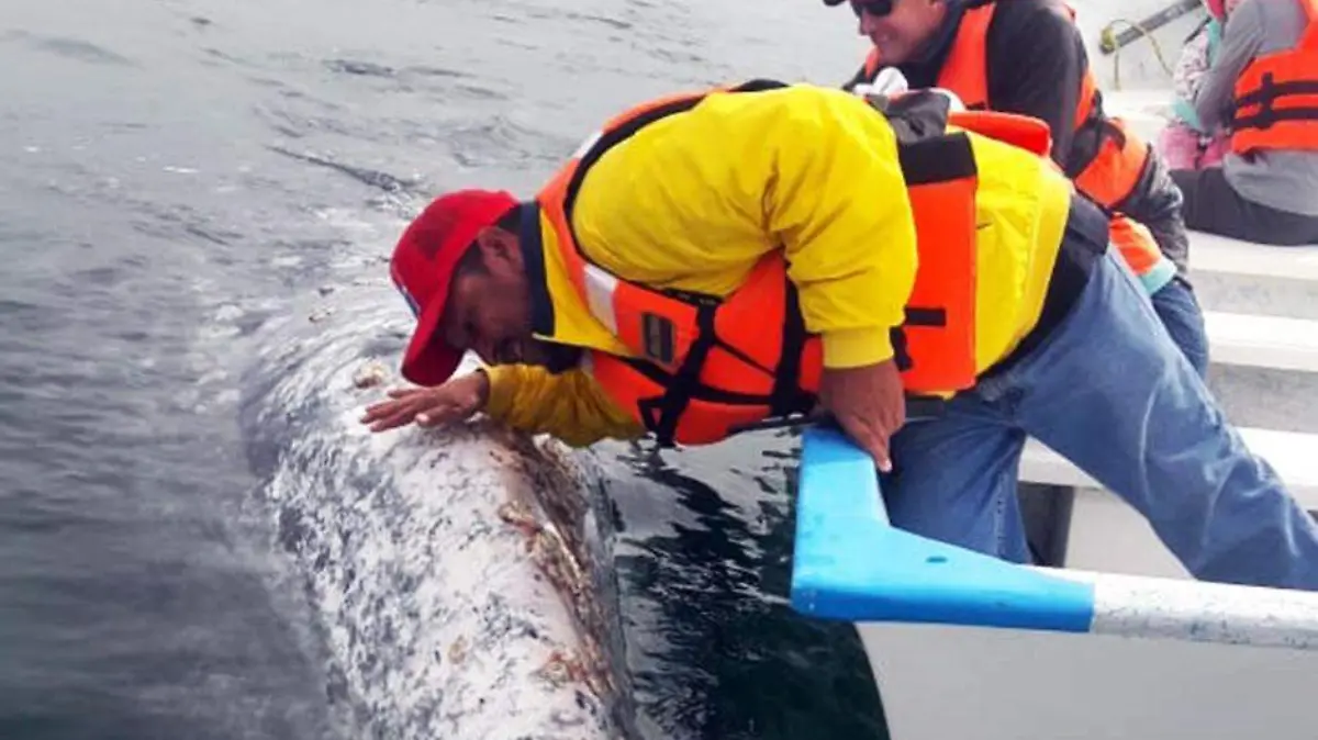 ballena gris laguna ojo de libre (1)