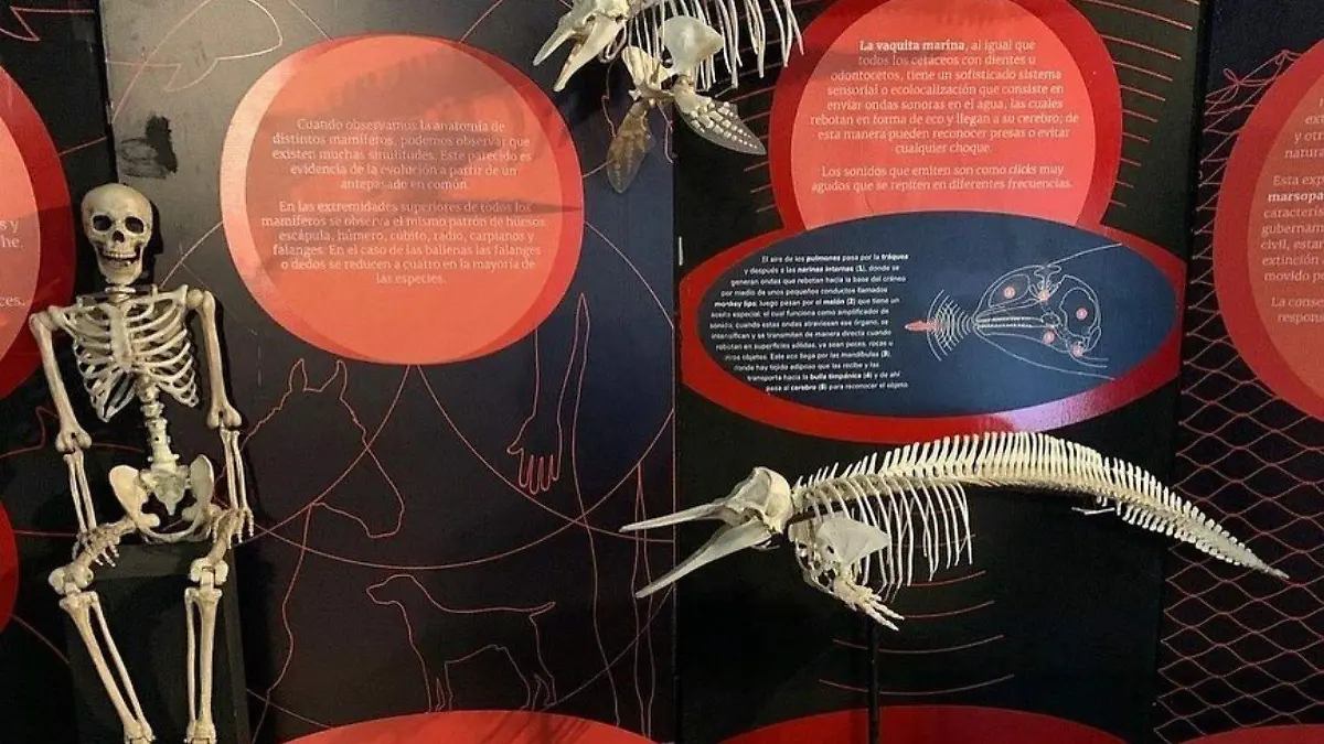 Museo de la Ballena La Paz