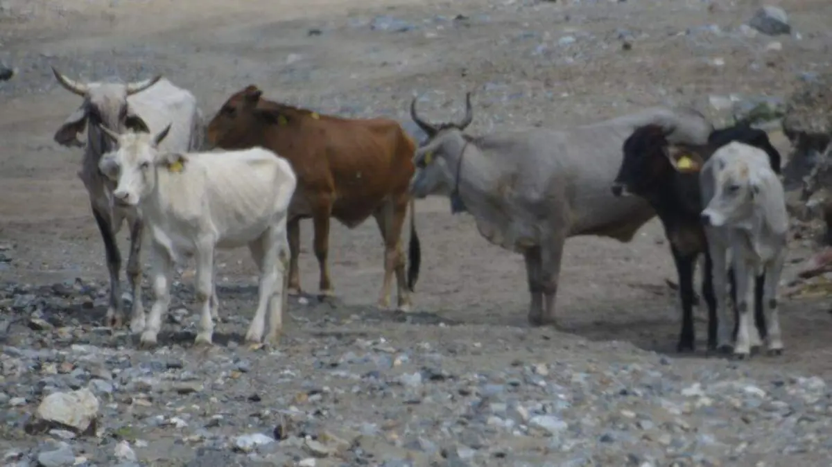 Falta de agua en La Paz