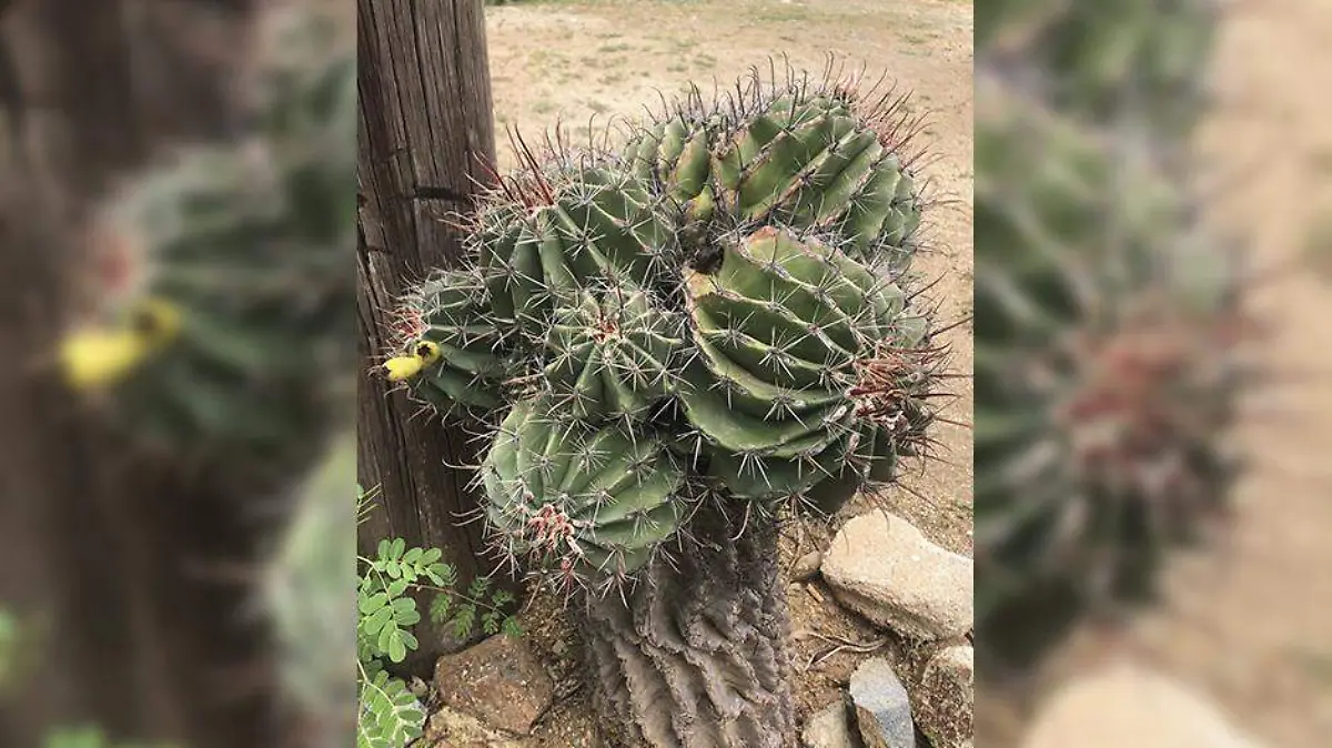 Segundo Recorrido Botánico