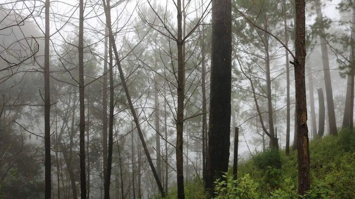 Foto - 2021-03-13T151053.748