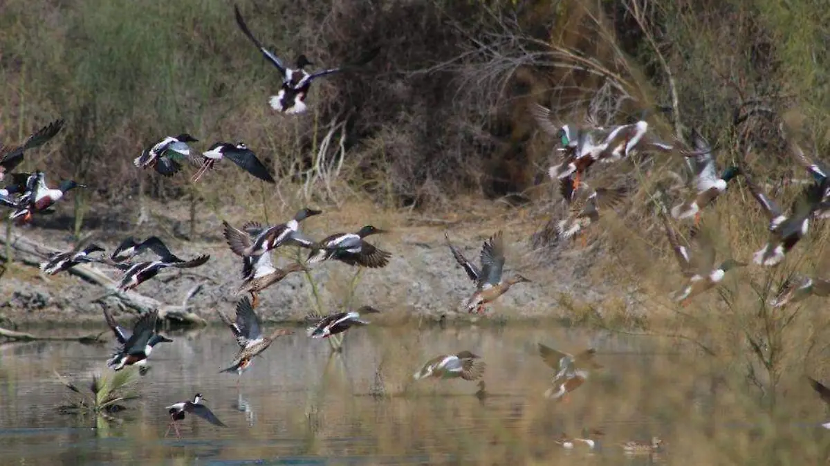 Avistamiento aves (1)