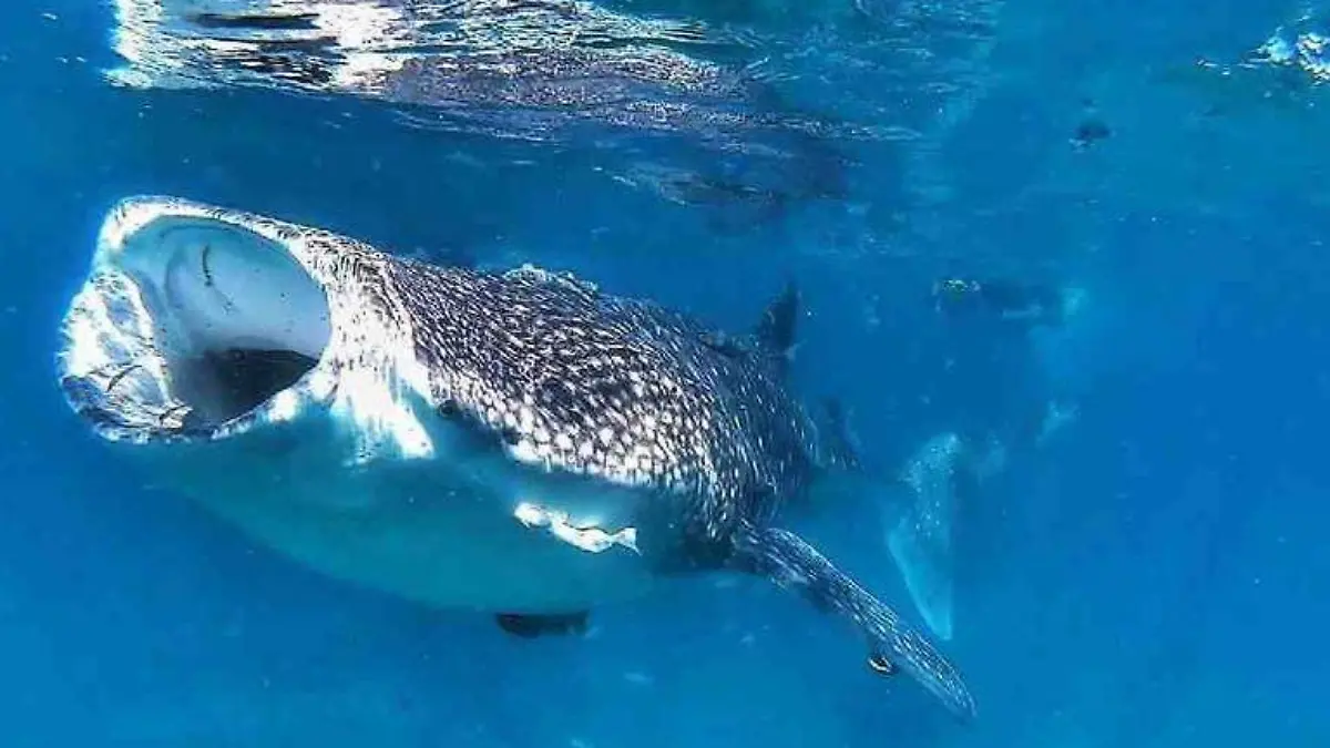 tiburón ballena estudiantes