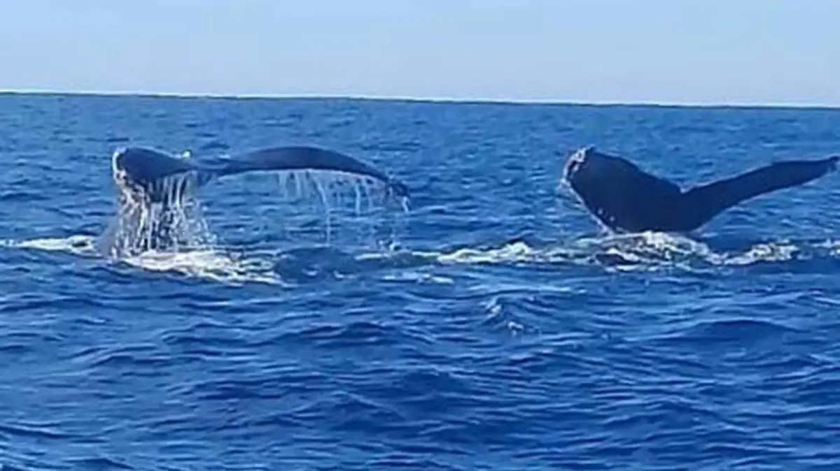 Ballenas Todos Santos