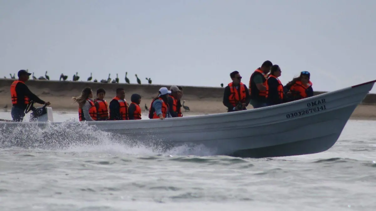 Avistamiento de Ballena Gris en Puerto Chale
